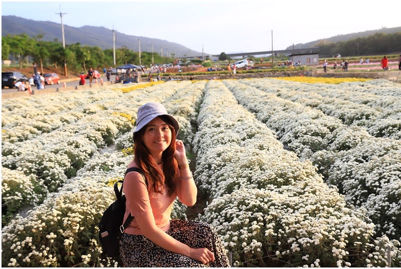 苗栗銅鑼賞杭菊