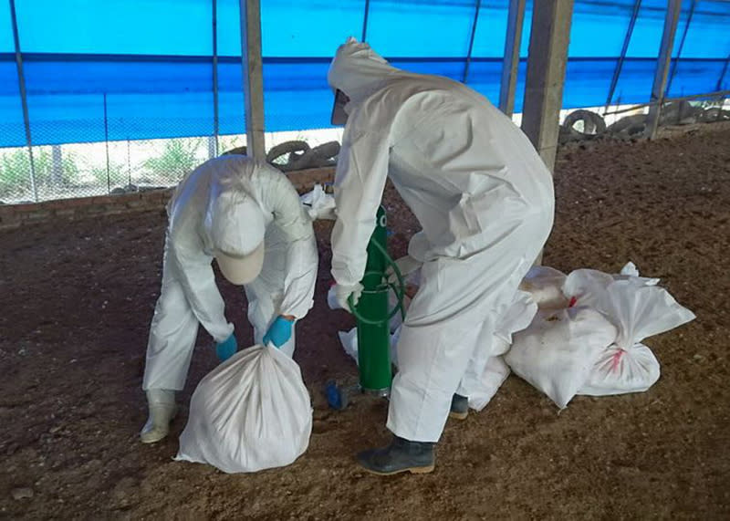 屏東縣曾在2015年發生H5N8禽流感疫情，當時撲殺了上千隻土番鴨。圖片來源：中央社