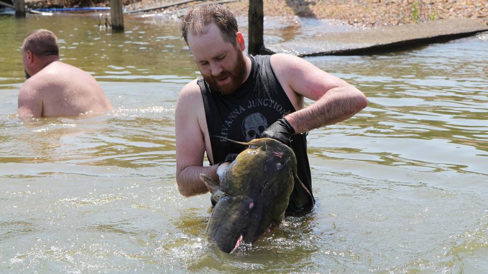 photo of catfish noodling