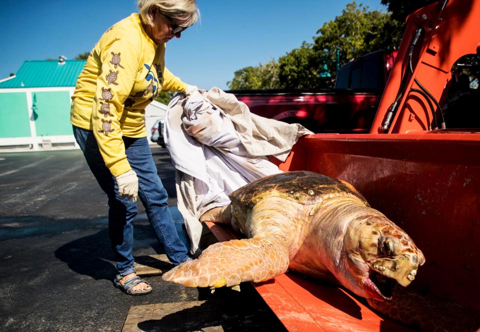 Eve Haverfield, the founder of Turtle Time Inc. displays a large female loggerhead sea turtle at Bowditch Point Park on Fort Myers Beach that was picked up from mid-island on Fort Myers Beach in October. She said it was the eighth dead sea turtle that has been recovered from Bonita Beach and Fort Myers Beach amid a red tide outbreak off the coast of Southwest Florida.