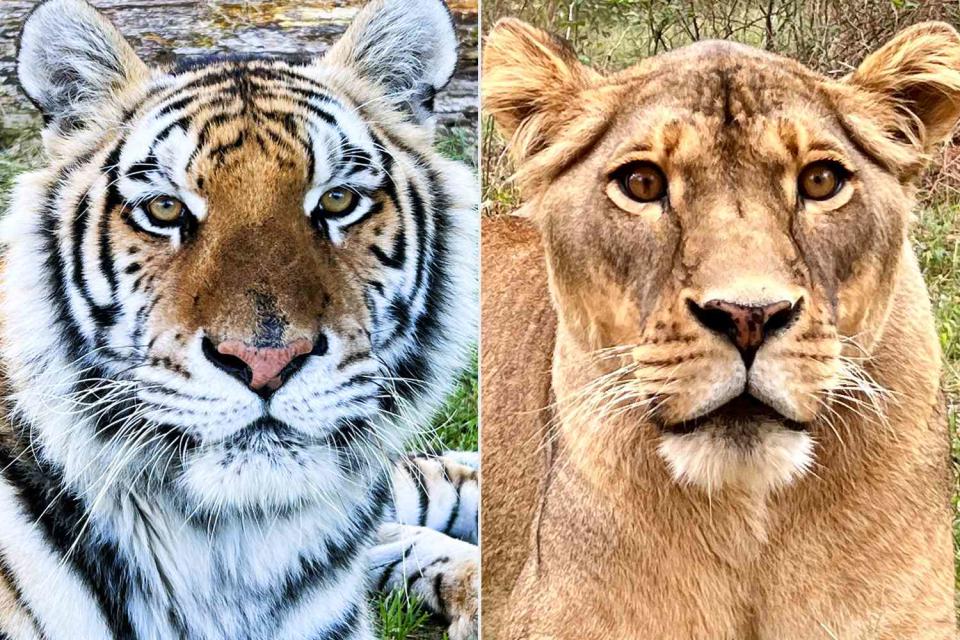 <p>Christi Gilbreth/The HSUS</p> Tiger Theodora and lion Douala at the Black Beauty Ranch