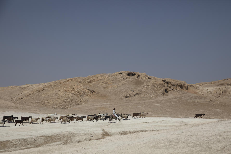 In this Monday, June 29, 2020 photo, a shepherd tends to his flock of sheep in the Jordan Valley, West Bank. The U.N.'s human rights chief Michelle Bachelet said that Israel's plan to begin annexing parts of the occupied West Bank would have "disastrous" consequences for the region, issuing her dire warning as senior U.S. and Israeli officials were meeting in Jerusalem trying to finalize the move. (AP Photo/Sebastian Scheiner)