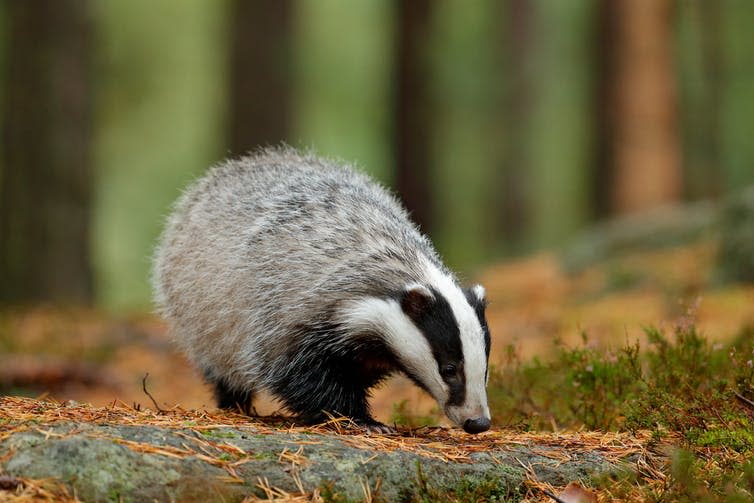 <span class="caption">Soils untroubled by frost mean plentiful earthworms – good news for hungry badgers.</span> <span class="attribution"><a class="link " href="https://www.shutterstock.com/image-photo/badger-forest-animal-nature-habitat-germany-788449597" rel="nofollow noopener" target="_blank" data-ylk="slk:Ondrej Prosicky/Shutterstock;elm:context_link;itc:0;sec:content-canvas">Ondrej Prosicky/Shutterstock</a></span>