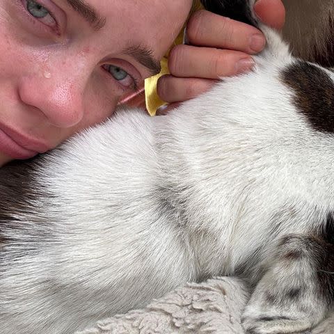 <p>Billie Eilish Instagram</p> Billie Eilish says goodbye to her dead dog Pepper