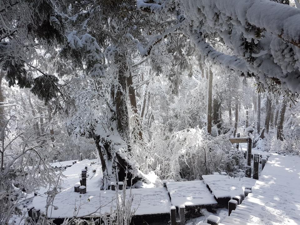 太平山雪景迷人，目前已積雪10公分。   圖：太平山國家森林遊樂區/提供