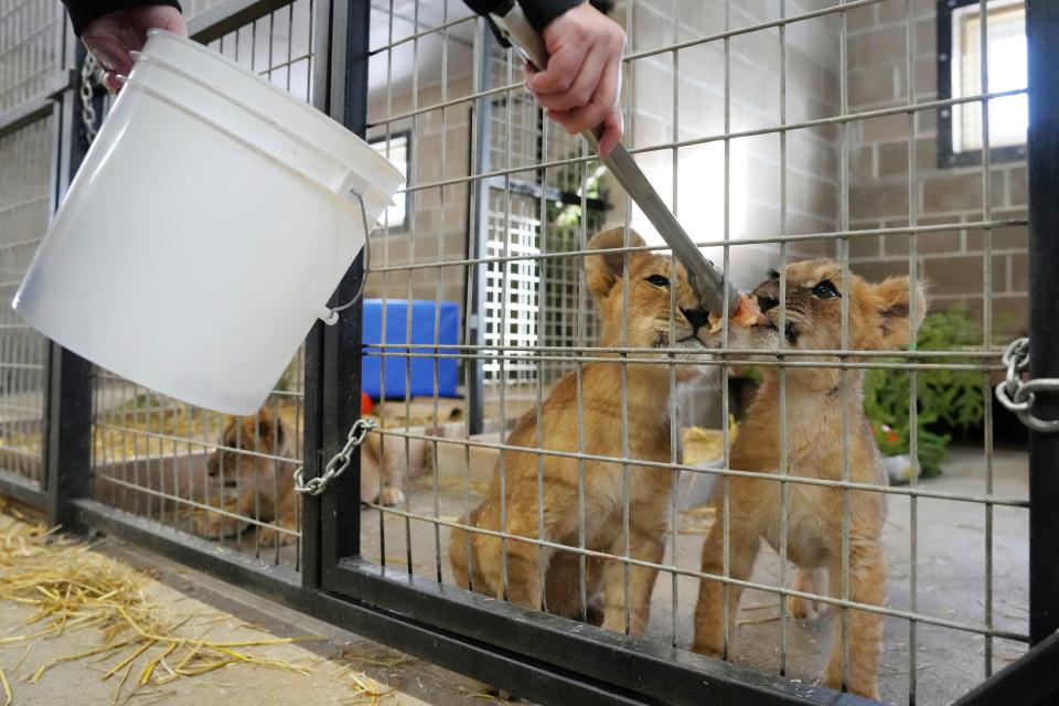 Tammy Thies, founder and executive director of The Wildcat Sanctuary, feeds bits of meat to lion cubs who were rescued from the war in Ukraine by the International Fund for Animal Welfare as they adjust to their new home at The Wildcat Sanctuary, Wednesday, Nov. 30, 2022 in Sandstone, Minn.