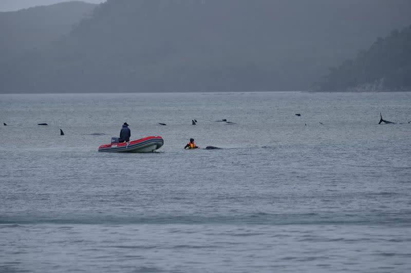 People assist stranding whales in MacQuarie Heads, Tasmania, Australia in this picture obtained from social media