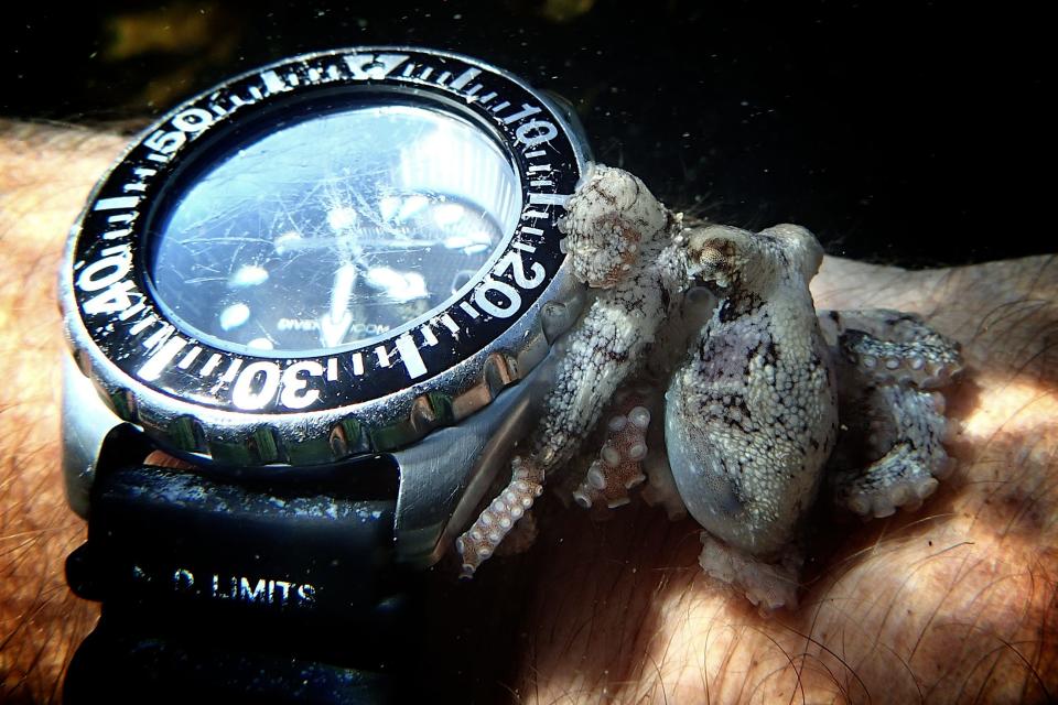 Have you ever beheld the cuteness of a baby octopus?