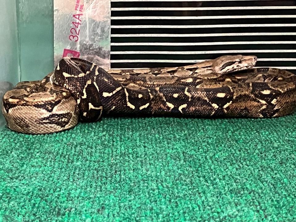 A 3-foot-long boa constrictor was crossing the road near Ohio 39 and Trimble Road this morning. It is being taken care of at Stump's Aquatics & Exotics until the snake's owner claims it.