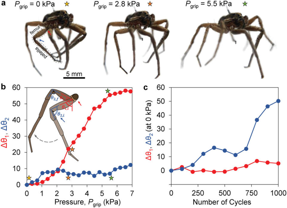 研究了蜘蛛腿在靜態和受壓時的移動，記錄了兩個主要關節的角度變化，並通過多次測試驗證了抓取器的耐用性。（圖／《<a href="https://onlinelibrary.wiley.com/doi/full/10.1002/advs.202201174" rel="nofollow noopener" target="_blank" data-ylk="slk:Advanced Science;elm:context_link;itc:0;sec:content-canvas" class="link "><em>Advanced Science</em></a>》）