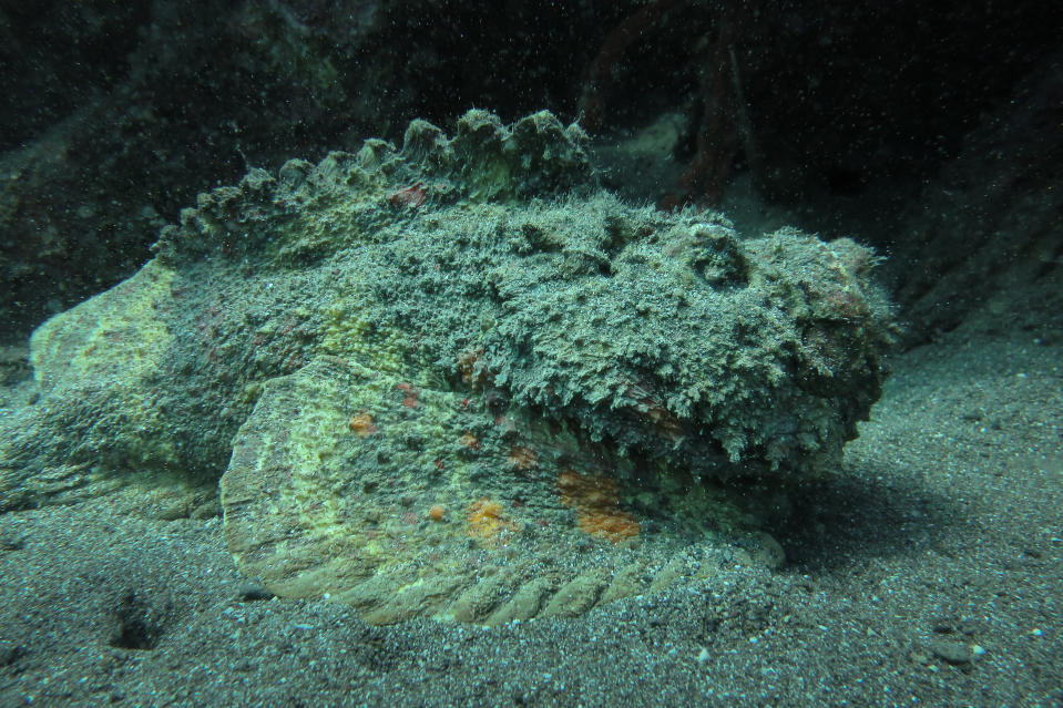 A camouflaged stonefish blends seamlessly with its surroundings on the ocean floor