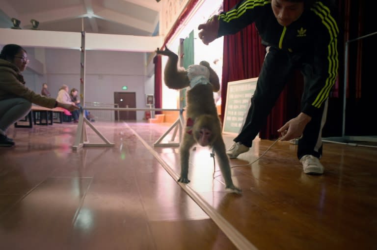 Japan's Takeshi Soma trains a monkey to walk using its arms at a monkey training school in a zoo in Dongying, eastern China's Shandong province