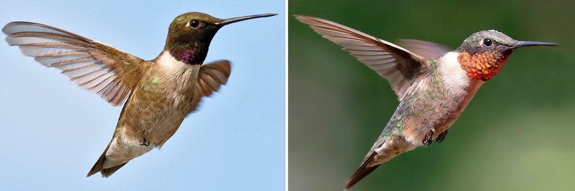 A mature male black-chinned hummingbird, left, and a male ruby-throated hummingbird.