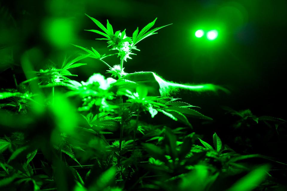 Marijuana plants are shown in a Gardena, California grow room under green lights during their night cycle.