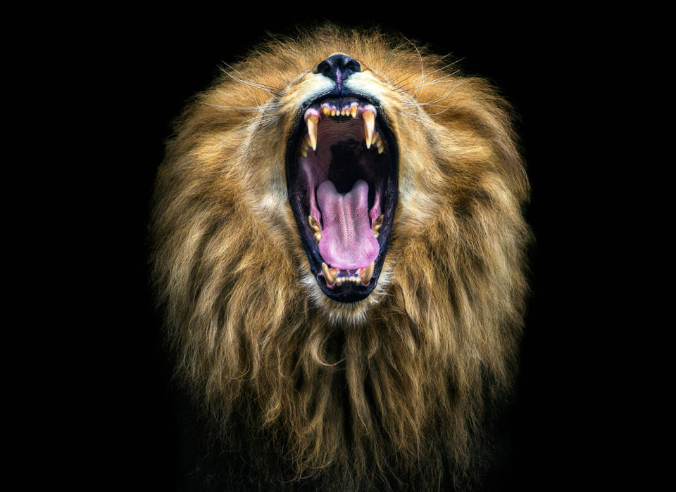 A lion roars at the camera. (Photo: Pedro Jarque Krebs/Caters News)