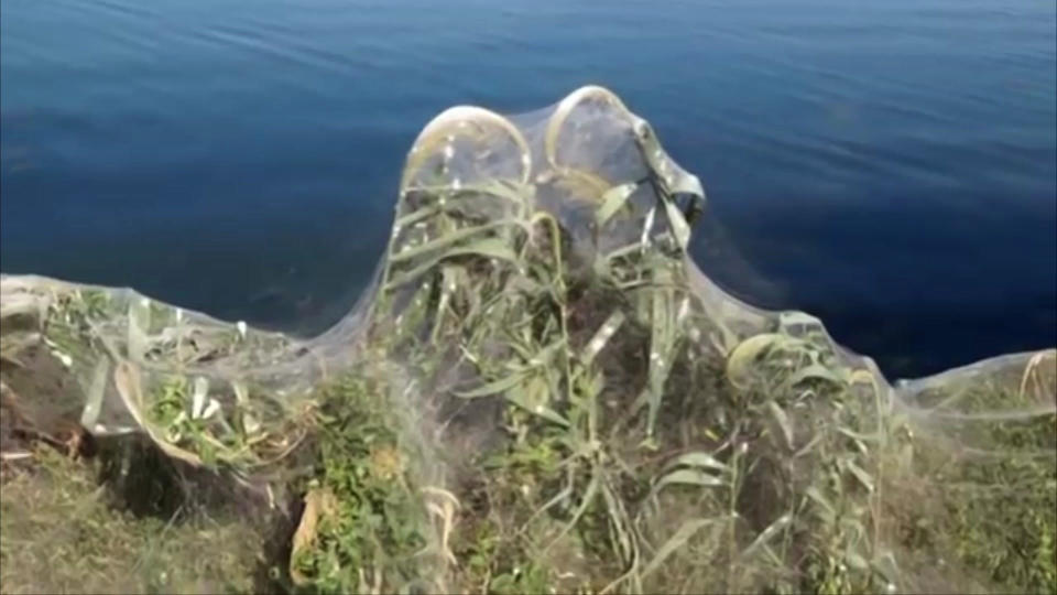 In this frame grab taken from video on Sept. 18, 2018, a view of spider webs covering bushes, in Aitoliko, Greece. Spurred into overdrive by an explosion in the populations of insects they eat, thousands of little spiders in the western Greek town have shrouded coastal trees, bushes and low vegetation in thick webs. The sticky white lines extend for a few hundred meters (yards) along the shoreline of Aitoliko, built on an artificial island in a salt lagoon near Missolonghi, 250 kilometers (150 miles) west of Athens. (Giannis Giannakopoulos via AP)