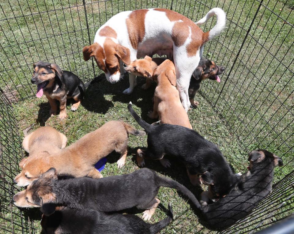 Crystal, a bluetick coonhound/beagle mix, with her 10 8-week-old puppies at the home of her owner, Stephanie Weese, in New Franklin. The puppies will be available for adoption through Paws and Prayers Rescue.