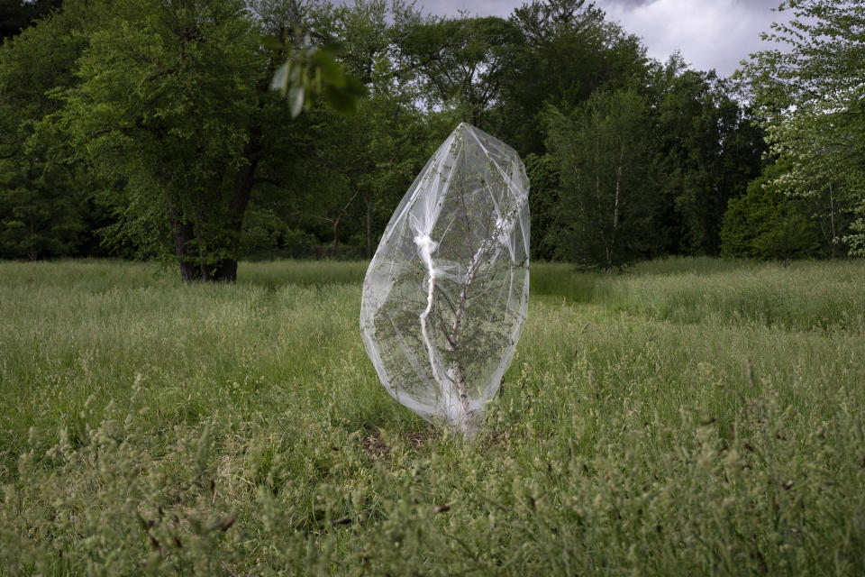 A young tree wears a protective net to ward off egg-laying cicadas Friday, May 24, 2024, in Lisle, Ill. (AP Photo/Erin Hooley)