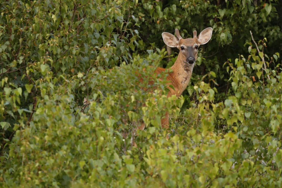 FILE- A male deer peaks out from behind brush in this Aug. 24, 2018 file photo, near Bar Harbor, Maine. Some type of Sunday hunting bill has been proposed nearly every legislative session in Maine where it has long been prohibited. (AP Photo/Robert F. Bukaty, File)