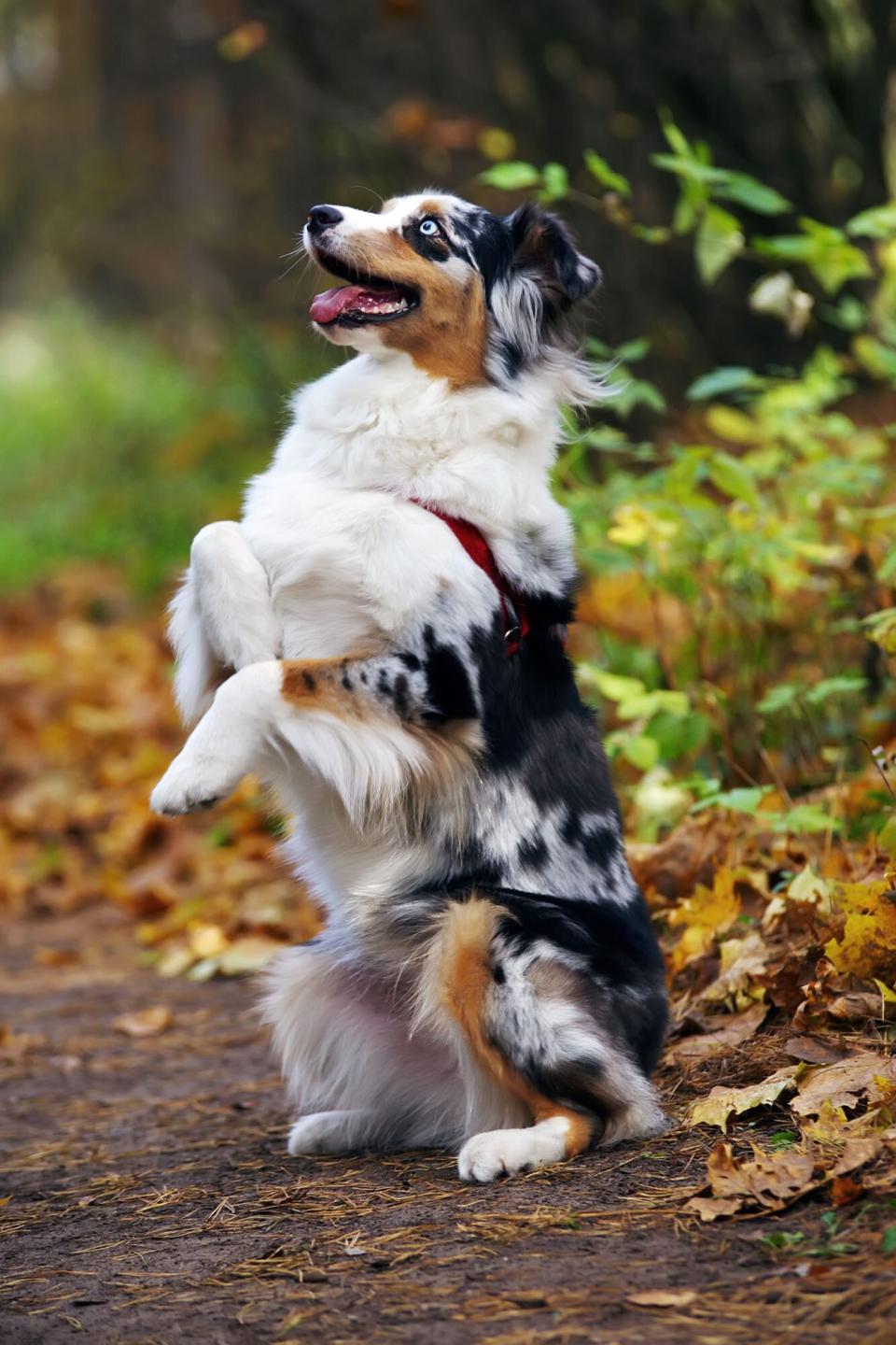 tricolor merle australian shepherd sitting on back legs