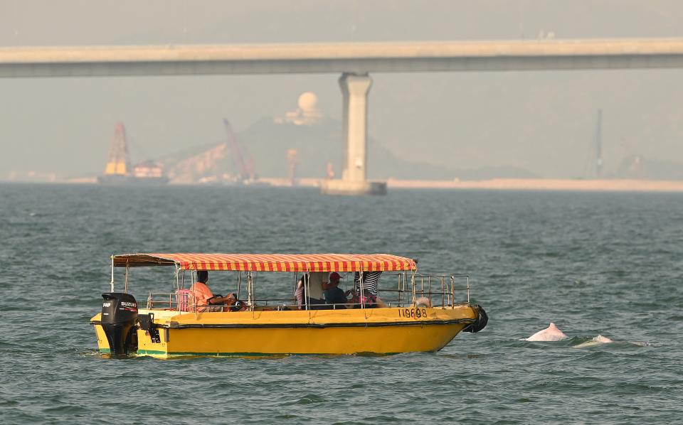 Construction work has a significant impact on dolphins' habitats. The photo shows the Hong Kong-Zhuhai-Macao Bridge in the background (PETER PARKS/AFP via Getty Images)