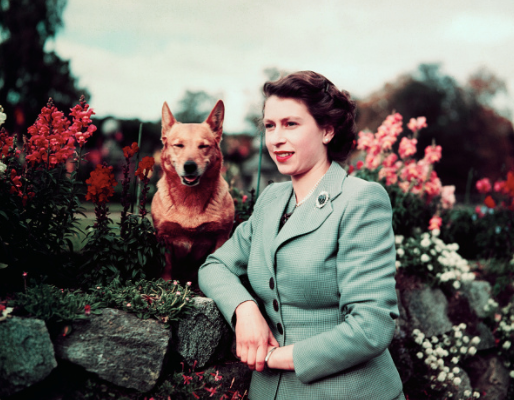 <p>Dans un tailleur vert et les lèvres audacieusement rouges, la reine pose à côté de son chien. (Photo : Getty Images) </p>