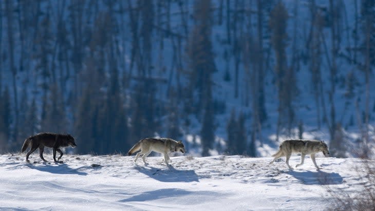 Yellowstone Wolves