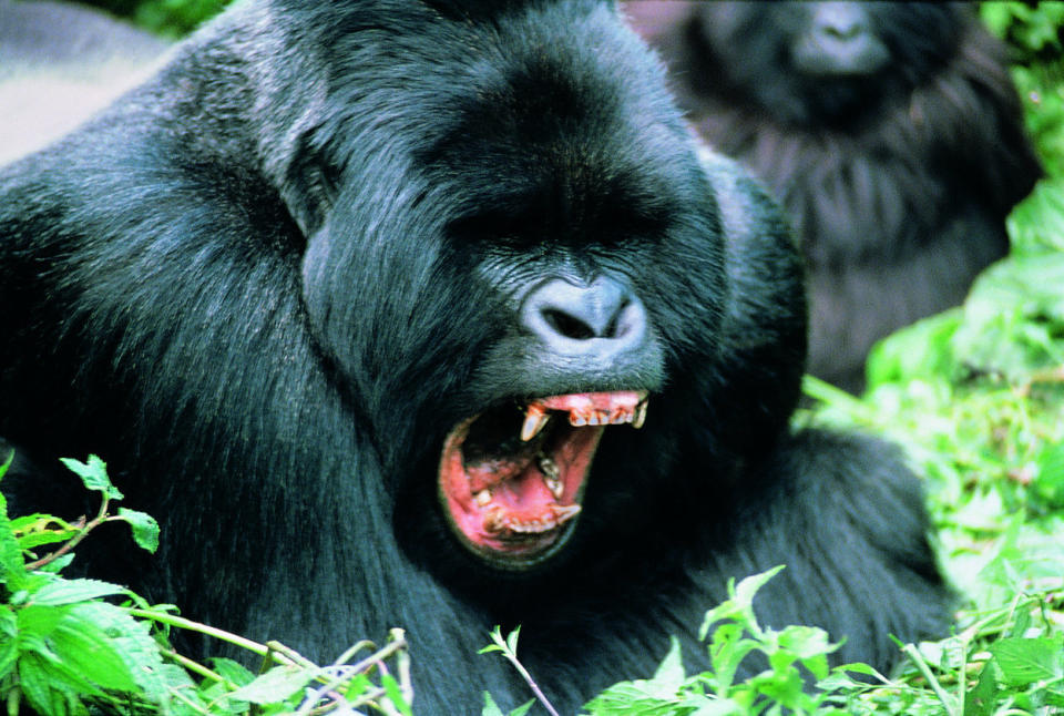 Aggressive Gorilla (Gorilla gorilla)