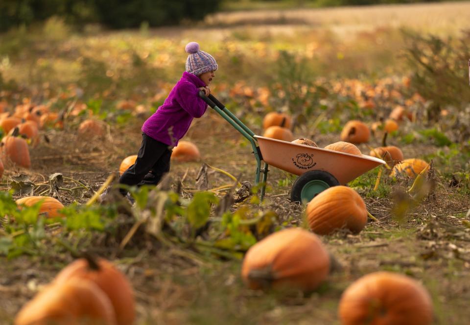 Pumpkins will be plentiful at the Macomb County HarvestFest.