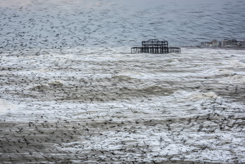 <p>A thick cloud of birds blots out the view of the sea in Brighton, England. The image is the overall winner of the Landscape Photographer of the Year competition. (Matthew Cattell)</p>