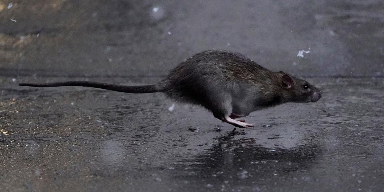 A rat runs across a sidewalk in the snow in the Manhattan borough of New York City