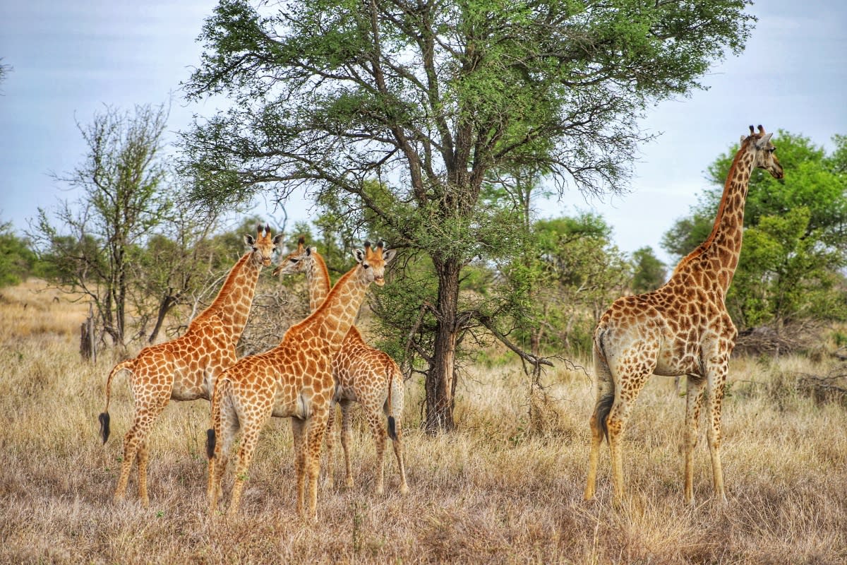 Giraffes on a safari in South Africa.