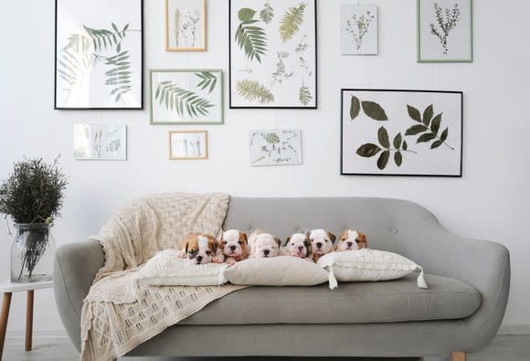 Six bulldog puppies on a sofa in front of wall covered in framed prints.