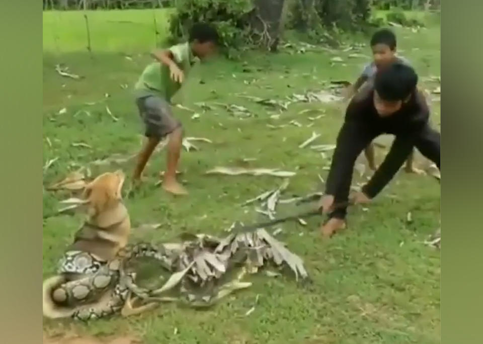 Boys in China boys fight off huge boa constrictor snake to save their dog.