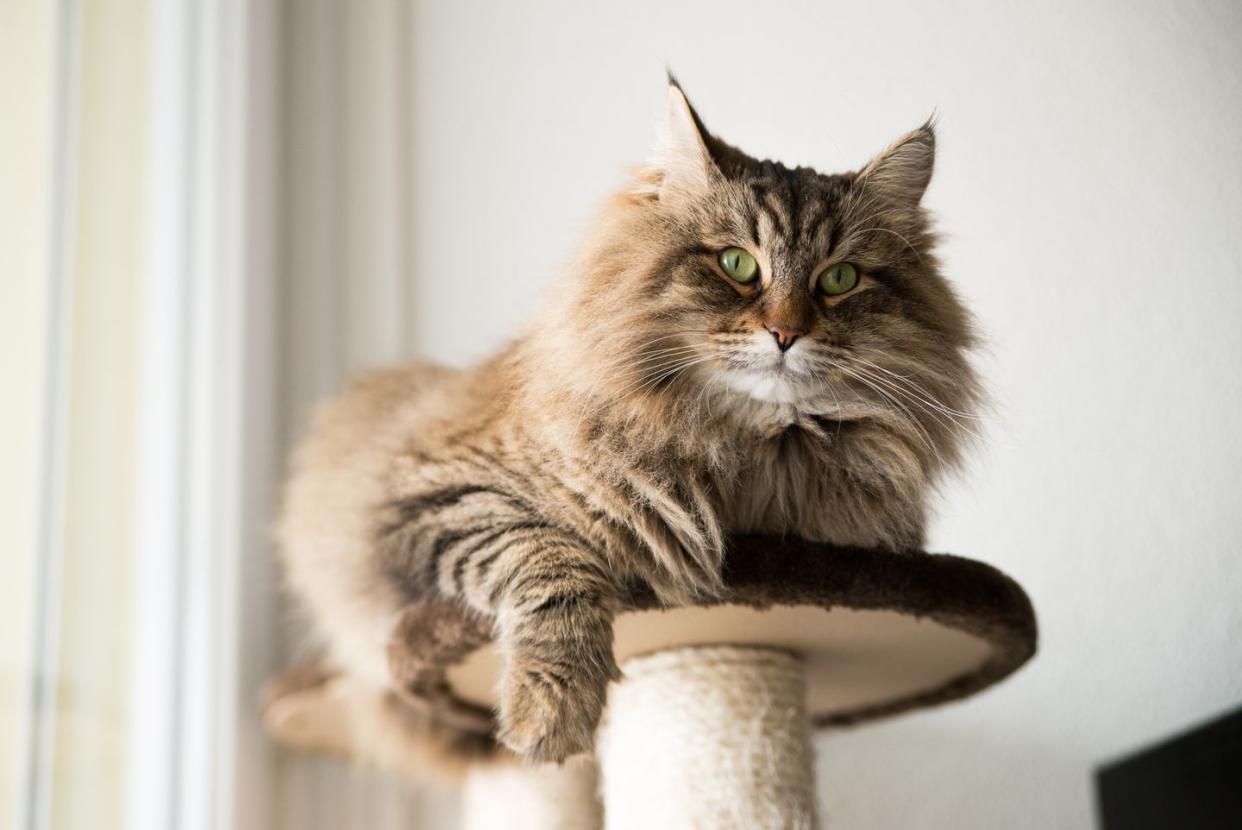 close up portrait of cat sitting on floor