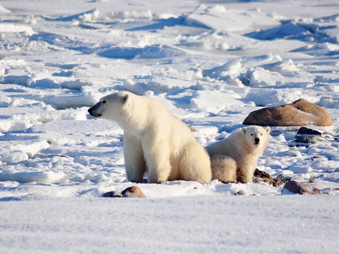 A mother polar bear and cub near Churchill, Man. (Elisha Dacey/CBC - image credit)