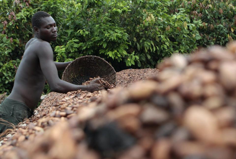 The research set out to determine the extent of cocoa plantations. Rebecca Blackwell/AP