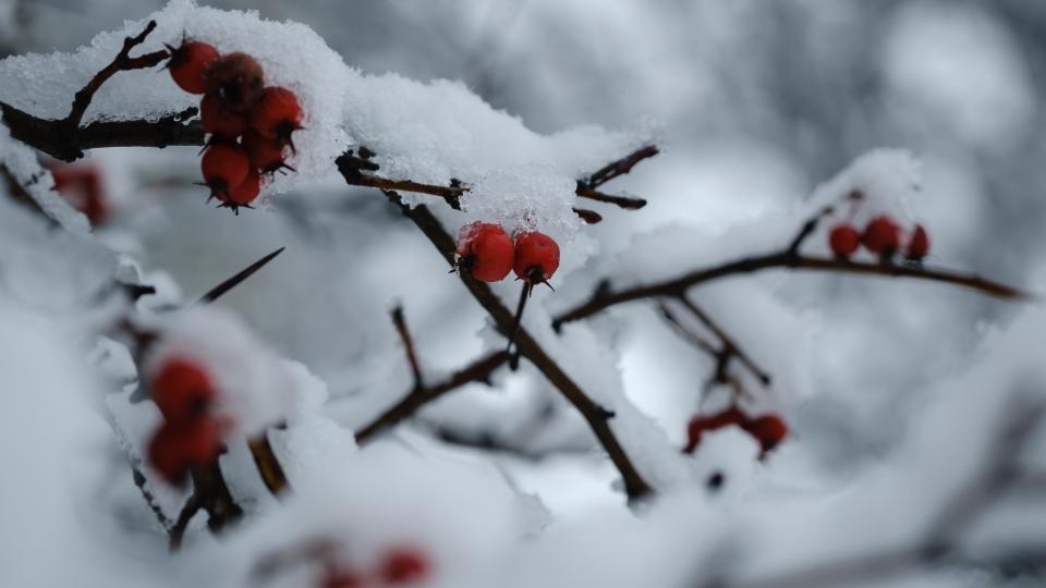 Berries on a bush are shrouded in snow on Genesee Street in downtown Utica on Friday, December 16, 2022.