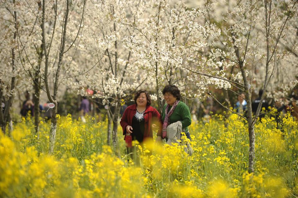 <p><em>March 15 to April 15</em></p><p>Every spring tourists and residents alike descend upon Shanghai's Gucun Park to explore the almost 200 acres of cherry blossom trees, covering many different species. Exploring the thousands of blooms on foot is the highlight of Gucun Park Cherry Blossom Festival, but there are also plenty of cultural events like Chinese opera performances, art exhibitions, and <a href="https://www.womansday.com/health-fitness/wellness/a53159/dangers-of-tea/" rel="nofollow noopener" target="_blank" data-ylk="slk:tea ceremonies;elm:context_link;itc:0;sec:content-canvas" class="link ">tea ceremonies</a>. </p>