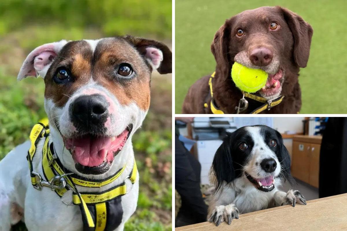 Can you give one of these dogs a home? <i>(Image: Dogs Trust Snetterton/Newsquest)</i>