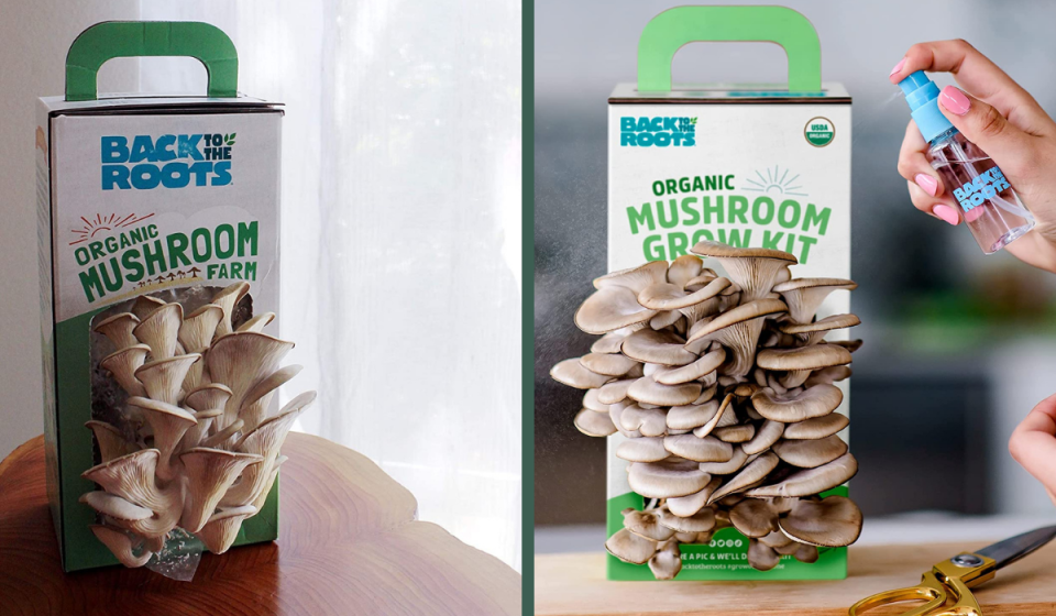 mushroom kit near a window and being misted