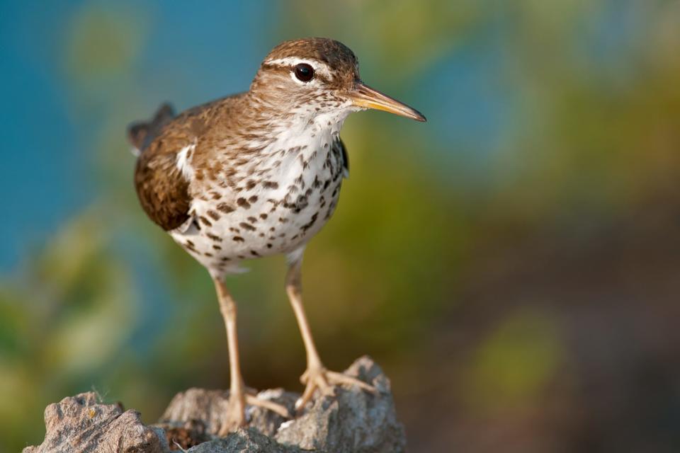 Sandpiper