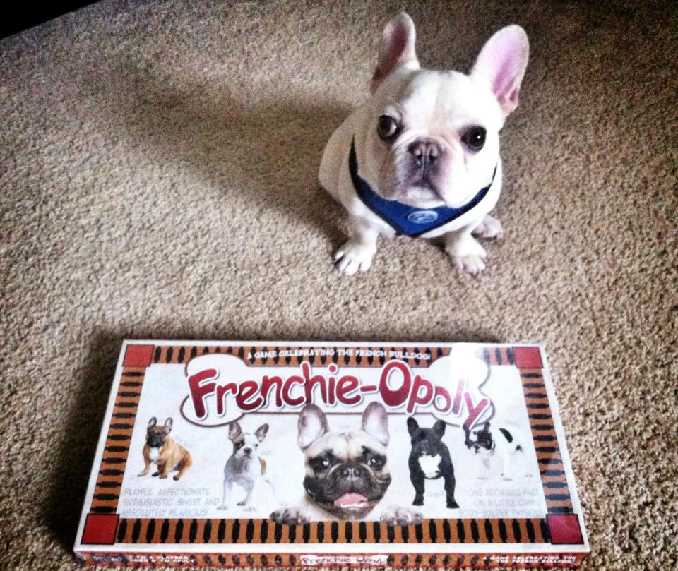 French Bulldog Sir Charles Barkley Reigns Over Instagram