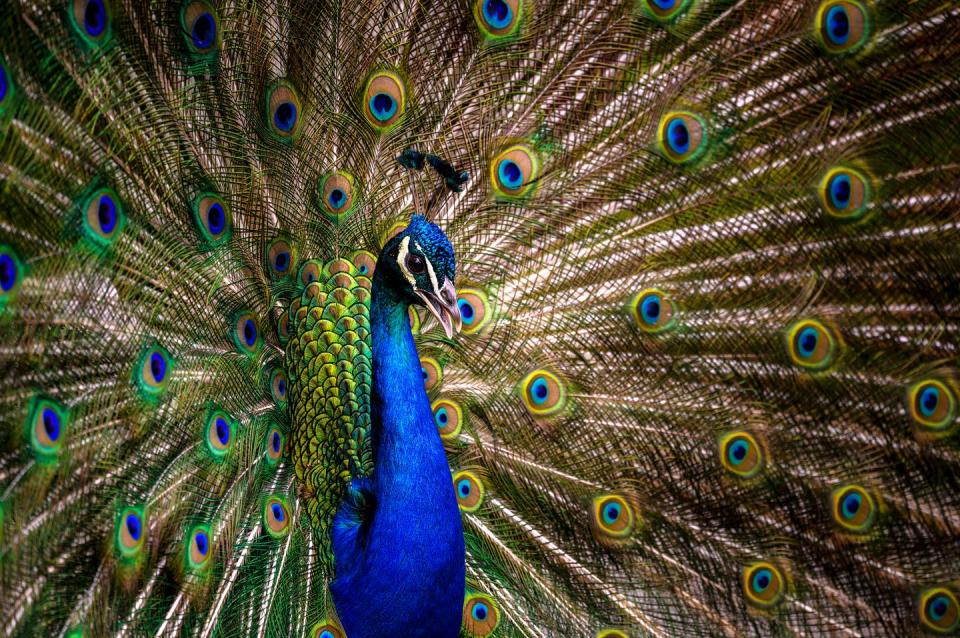 <span class="caption">El pavoneo no es la única forma de atraer a las parejas. </span> <span class="attribution"><a class="link " href="https://www.shutterstock.com/es/image-photo/peacock-tail-elegant-colourful-portrait-1776577028" rel="nofollow noopener" target="_blank" data-ylk="slk:Shutterstock / Andrey Bocharov;elm:context_link;itc:0;sec:content-canvas">Shutterstock / Andrey Bocharov</a></span>