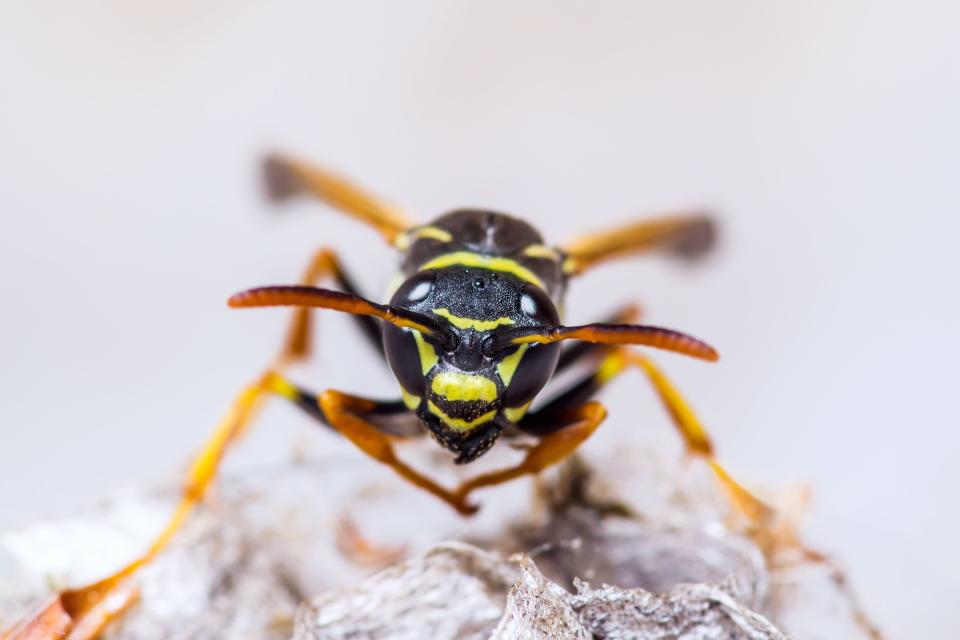 <p>While yellow jackets have their place - <a rel="nofollow noopener" href="https://www.goodhousekeeping.com/home/gardening/a20705937/beneficial-insects/" target="_blank" data-ylk="slk:these beneficial insects;elm:context_link;itc:0;sec:content-canvas" class="link ">these beneficial insects</a> do wonders for your <a rel="nofollow noopener" href="https://www.goodhousekeeping.com/home/gardening/a20708020/summer-flowers-0/" target="_blank" data-ylk="slk:flowers;elm:context_link;itc:0;sec:content-canvas" class="link ">flowers</a> - your garden may be the last thing on your mind when wasps start swarming around your pitcher of sweet tea. Since swatting will only <a rel="nofollow noopener" href="https://www.goodhousekeeping.com/health/g22117297/dangerous-summer-bugs/" target="_blank" data-ylk="slk:incite yellow jackets to sting;elm:context_link;itc:0;sec:content-canvas" class="link ">incite yellow jackets to sting</a>, lure them away from you and your kids with this homemade bait.</p>