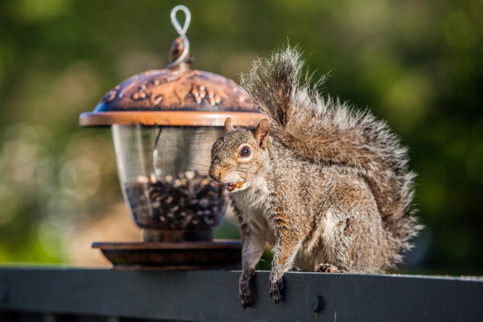 squirrel eating feed on fence next to feeder in the woods