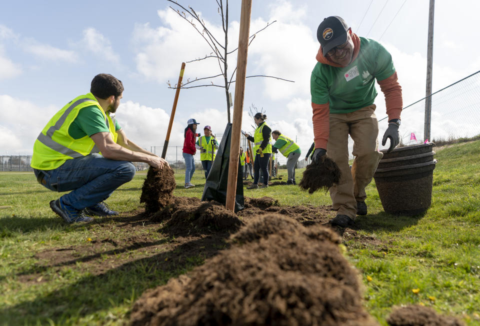 Weyerhaeuser employee Joseph Wood, right, moves mulch while finishing planting a tree in the open fields at Mount Tahoma High School, an area with only 11% tree cover, during a planting event with American Forests and the Tacoma Tree Foundation Friday, April 14, 2023, in Tacoma, Wash. (AP Photo/Lindsey Wasson)