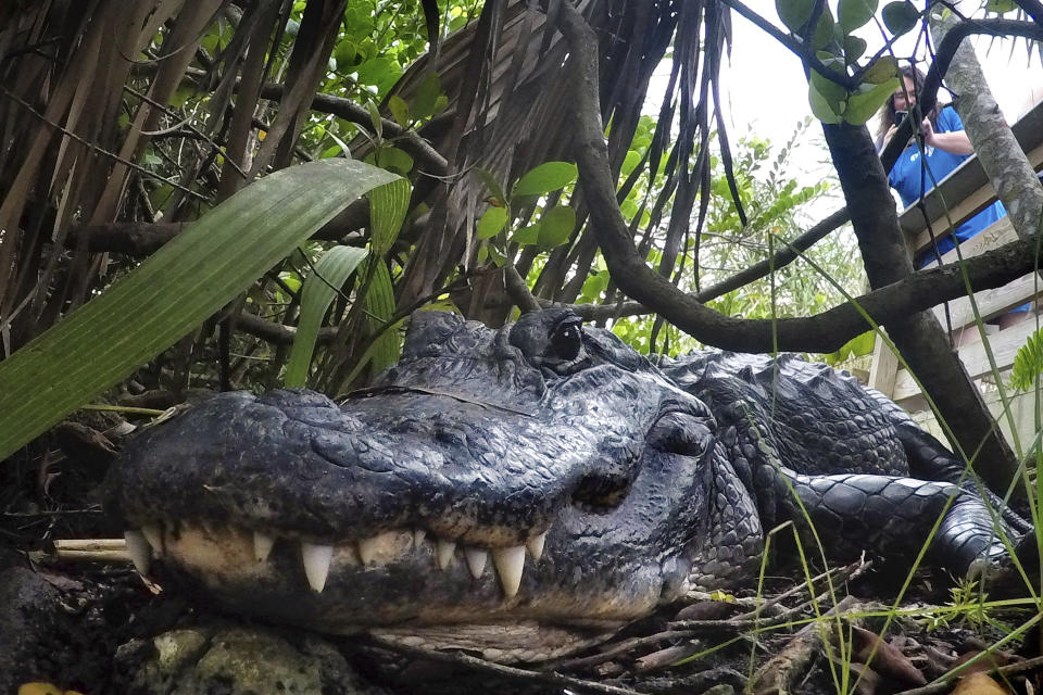 FILE - In this Friday, Oct. 18, 2019 file photo, an alligator rests in Everglades National Park, near Flamingo, Fla. Louisiana is suing California over the state's decision to ban the import and sale of alligator products, saying the ban will hurt an important state industry and ultimately could hurt the state's wetlands. In a lawsuit filed Thursday, Dec. 12, 2019, Louisiana said the economy surrounding alligators has played a key role in bringing back the American alligator population and is an important factor in protection wetlands and other species besides alligators that depend on the wetlands. (AP Photo/Robert F. Bukaty, File)