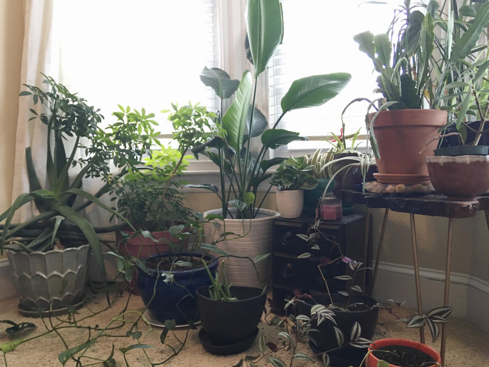 This undated photo, provided by Davinica Nemtzow, shows a collection of houseplants at her home in Philadelphia. Houseplants have become popular for indoor décor, as they take up little space and add an element of greenery to an apartment. (Davinica Nemtzow via AP)