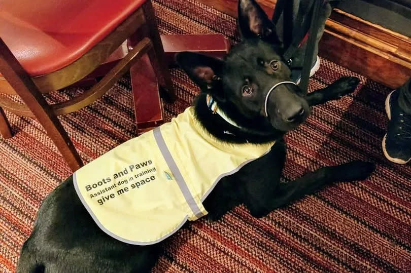 Sarah's dog Dave, who she is training to be an assistance dog